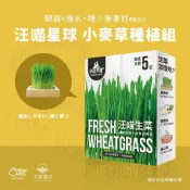 (店+)【在家種小麥草】貓草種植組 小麥草 汪喵星球 生菜 貓草栽培盒 貓咪生菜 兔子 天竺鼠 100%環保可回收 防霉