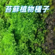 台灣現貨 【苔蘚植物種子 】迷你盆栽種子 室內微景觀 青苔植物 懶人綠植 低維護耐陰 快速發芽 簡易栽培 陽台裝飾