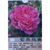 花田里_玫瑰苗--紫燕飛舞，Zi Yan Fei Wu--豐花 古典杯型 7吋盆 高15-20公分 (超取單，限1盆)