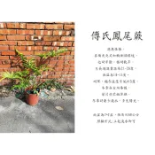心栽花坊-傅氏鳳尾蕨/現在5吋/綠化植物/室內植物/觀葉植物/蕨類/售價300特價200