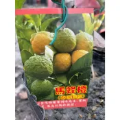 🌱水果苗【 馬蜂橙(泰國檸檬)(芽短)】 4吋盆黑軟袋
