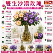 不怕養不活｜水培土栽自由選【現貨 稀有雙生沙漠玫瑰苗】🌹4吋盆/ 重瓣沙漠玫瑰苗  四季開花大花濃香耐熱懶人好養花卉綠植
