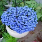 🔥🔥現貨 藍花亞麻種子（300粒 優質精選）超低價  藍亞麻 花種子 波斯菊 太陽花種子 四季播種 陽臺盆栽 花卉種子