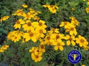 ╭＊田尾玫瑰園＊╯苗木-(芳香萬壽菊)-特殊的味道還有驅蟲的功效