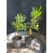 天穎穎園藝～火焰羅漢松苗2棵ㄧ組～115/7/22拍