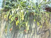 園藝火龍果 火龍果枝條 火龍果苗 火龍果樹苗 白肉