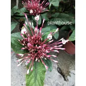 ●○植宅●○煙火花●○5吋●○季節花卉●○