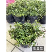 蠅翼草/三點金草/永吉種苗園