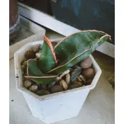 虎尾蘭 香蕉 多肉植物 一物ㄧ拍 可愛植物 如圖