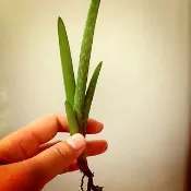 【手機研究所】食用蘆薈幼苗 澎湖縣農會引進 移植 美國翠葉 費拉 吉拉索蘆薈 適用 耐旱 真蘆薈 凝膠 庫拉索 巴巴多斯