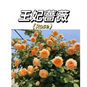 嘉義現貨（王妃爬藤玫瑰種子MG-45）Rose黃色大花薔薇花月季種子庭院陽台灑下就能活懶人觀賞花卉花海種子