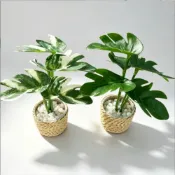 (店+)迷你龜背芋 龜背葉 草編盆 綠植盆栽 仿真盆景 室內植栽 娃娃屋 袖珍 食玩 微縮 微景觀 模型
