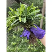 羅漢松苗（裸根）$2特惠價