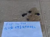 E38 730 735 中古 正廠  引擎蓋隔熱板固定扣