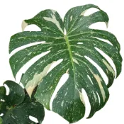 (店+)開心農元-觀葉植物- 泰國斑葉龜背芋 泰斑龜 Monstera deliciosa Thai Constellation
