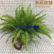 彷真綠色植物腎蕨帝王蕨裝飾植蕨類物森系婚慶配材植物牆造景蕨葉擺件