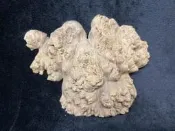 不知名 樹瘤 釘瘤 檀木 原木 水晶 把玩 藝品 擺飾 裝飾 平安 紅檜 黃檜 雅石 檜木 紅豆杉 肖楠