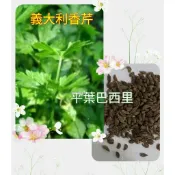 種子王國 義大利香芹【香料種子】 每包約500粒 (平葉巴西里、巴西利、巴西里、洋香菜、歐芹、荷蘭芹 )