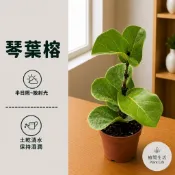植間生活【琴葉榕】。 小葉品種。 簡單俐落大方的葉子 ，3吋盆 50元
