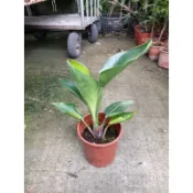 霏霏園藝    紅花天堂鳥，5吋盆特價250