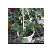(店+)花森好市-蕨類植物  鹿角蕨( 無分品種 ) 5-6吋吊盆 高15-30公分 葉型特別
