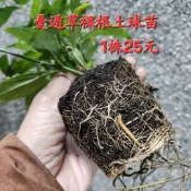 憂遁草賣裸根土球種苗1株25元