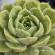 昂斯洛🔥穩根品🌵多肉植物❤️蘭心花卉