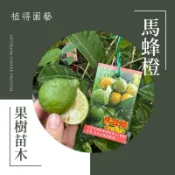 植得｜馬蜂橙·泰國檸檬ใบมะนาวไทย🍋 Thai lemon｜果樹苗木