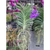 花花世界_節氣花卉萬代蘭(藍紫色)5吋吊盆30cm