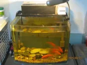 [高雄楠梓] 海灣型 魚缸一尺半 45X35 公分 800元 自取~