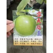 雪天后棗/帝王蜜棗/嫁接苗/水果苗
