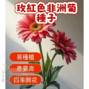 🌷🌷玫紅色非洲菊種子 【非洲菊種子】 今年新籽 發芽率高 見土即活 花開爆盆 四季可播  新手易種易活 陽台庭院盆栽