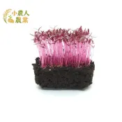現貨隔日寄 紅寶石莧菜種子 苗菜專用 高鐵高鈣 家庭園藝 室內種植 快速收成  耐熱好種 蔬菜盆栽 蔬菜種籽