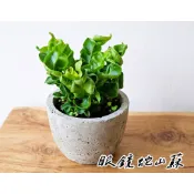 《柯比植物》 眼鏡蛇山蘇 3吋 蕨類植物 室內淨化空氣植物  (蕨類 山蘇 爆炸頭山蘇 鹿角山蘇 )