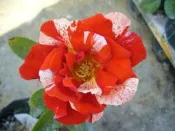 ╭＊田尾玫瑰園＊╯玫瑰花--(橙色泡泡 Orange Splash .)