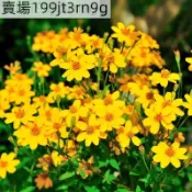 現貨 芳香萬壽菊種子（250粒） 四季種植 夏日可驅蚊效果好 室內四季好養易活 耐寒耐熱 耐旱 花卉陽台庭院四季開花