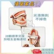 「優築家品💖台灣嘉義隔日必達」28齒 標準牙齒模型 刷牙教學模型 教學學生專用模型 等比例牙齒模型 教學用品