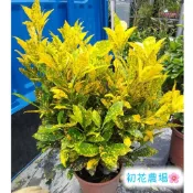 初花農場2店|變葉木｜灑金｜龜甲｜黃金龜甲｜圓滿｜流星｜彩鑽|畢卡索｜超商限取2盆｜觀葉植物|室外植物｜