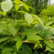 風鈴木苗蝦取宅配 紅花風鈴木洋紅風鈴木黃金風鈴木約90公分種在移植袋滿4棵出貨可合併其它品項