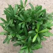 觀葉植物：（羅漢松）