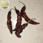 青芽園藝現貨🌶️【超辣穆魯皮(紫)  辣椒種子】有果香高度約為120CM 高產可觀賞可食用辣椒種子 庭院陽台 盆栽地栽