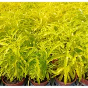 玫森 三爪金龍 3吋盆觀葉植物