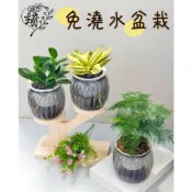 自動吸水盆栽 免澆水盆栽懶人盆栽（南瓜盆方盆） 花器插花陽台空間佈置擺設環境綠化圓葉椒草龜背芋琴葉榕蔓綠絨常春藤黃金葛