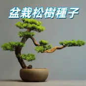 【盆栽松樹種子】五葉松 黑松 景觀樹苗 DIY種植 室內植物 陽台盆栽 療癒小森林 易活好照顧 松柏盆景 種子包
