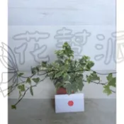 花幫派_小品盆栽—白斑常春藤--黃斑常春藤~庭園造景綠化~觀葉植物/3吋