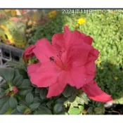 一禪種苗園-重瓣百葉/似玫瑰花〈進口杜鵑花苗〉 觀花盆栽-3吋盆/吉祥納財/年節應景植物