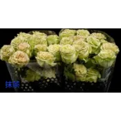 玫瑰天地 3吋品種玫瑰苗 一箱最多8盆 抹茶