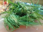 ==臻品寵物鳥園==新鮮牧草新品特賣1KG100元.陸龜.兔子.天竺鼠.鸚鵡.雀鳥營養豐富促進腸胃蠕動!無毒種植新鮮現採