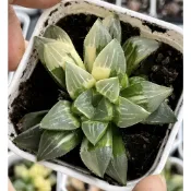 ≡植綠人生≡🌴姬壽錦🌴百合科│壽│多肉植物│玉露│療癒│植栽│盆栽│送禮│辦公室│陽台│