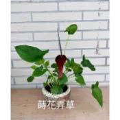 🌺蒔花弄草🌺 土半夏 紫花迷你芋 犁頭草 芋頭草 土巴豆 三吋小品 文青風 小品盆栽 觀葉植物 淨化空氣 無農藥